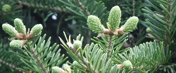 Balsam fir buds