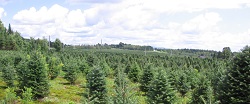 Mailhot Christmas tree plantation