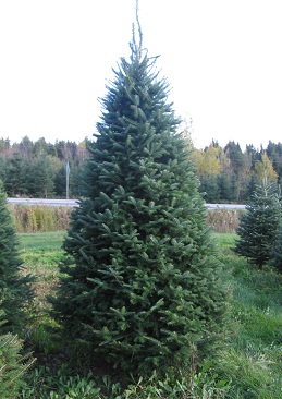 premium christmas tree