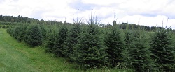 Photo of our balsam fir plantation