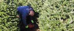 Time to cut Christmas trees