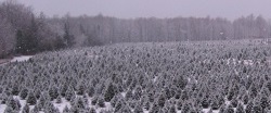Plantation de sapins baumiers en hiver sous la neige